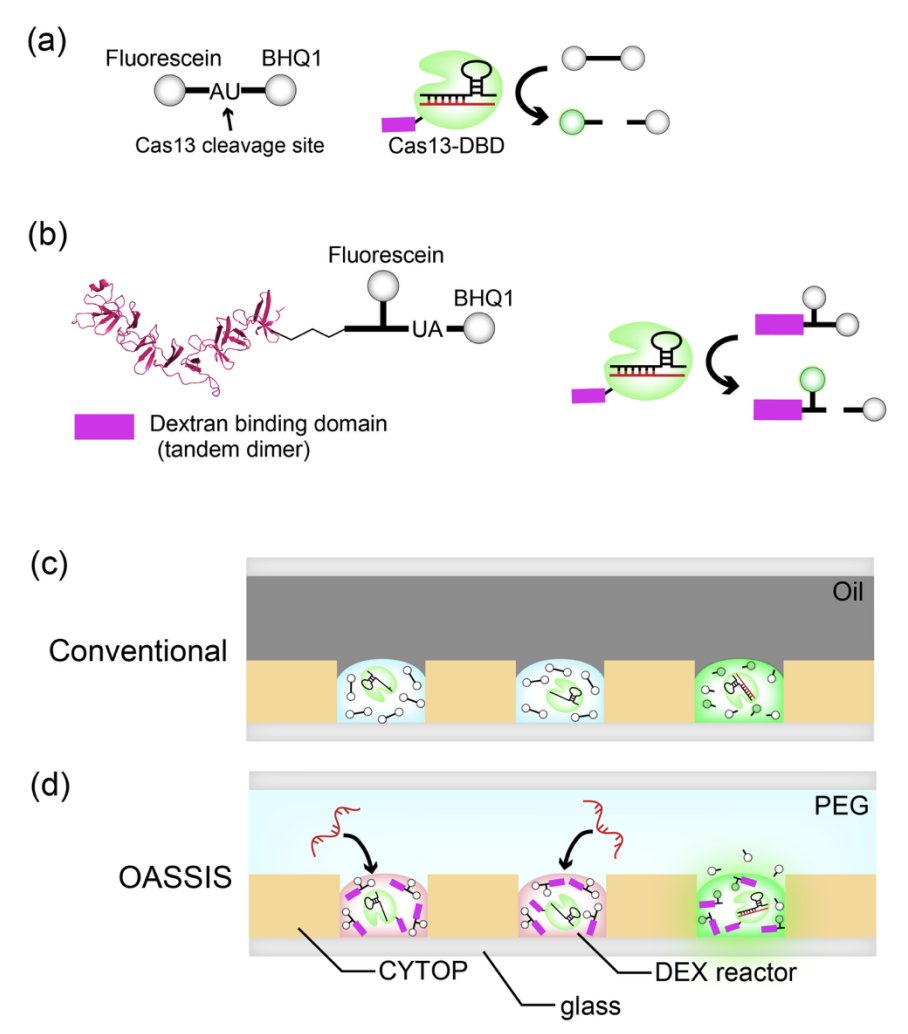 Nojilab_UTokyo's tweet photo. Excited to share our preprint on OASSIS, an oil-free, open digital bioassay platform. Combining aqueous two-phase reactors with CRISPR-Cas13a enables amplification-free RNA detection and serial sample loading to improve sensitivity. https://t.co/E6oG3jsY49
#bioRxiv https://t.co/tcwA4x858G