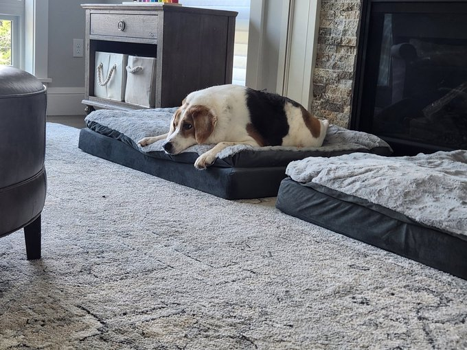 ShortCooperMeme's tweet photo. $Cooper is having a happy life, thanks to love and care of the family! https://t.co/Bhi54ZCcwd