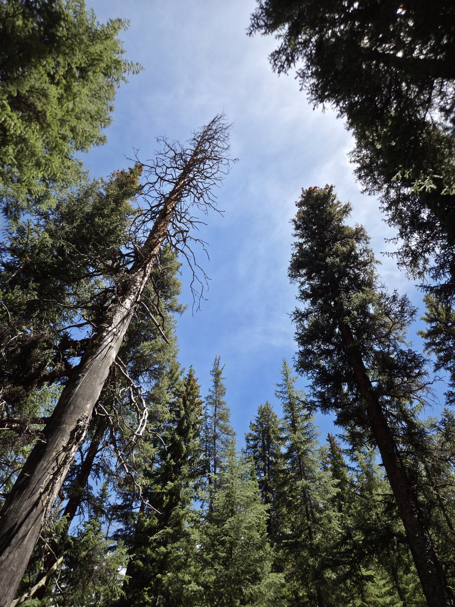 ViewFromTrails's tweet photo. Peace in the Pines...๐ฒโค๏ธ๐ฃโค๏ธ๐ฒ
Photo Elevation: 10,016 Feet โ๏ธ๐ฃโค๏ธ๐๐บโ๏ธ
#MountainLife โฎ๏ธ
#PeaceOut โ๏ธ
#SummitCounty
#Keystone ๐โท๏ธ
#Colorado
๐ท Photo Date June 16, 2026 ๐ https://t.co/a5EvgKru8N