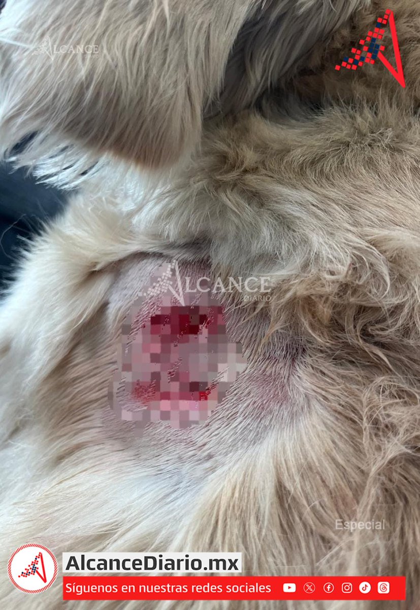 AlcanceDiario's tweet photo. #Alerta 📣🐶Vecinos de #ParqueSinaloa denuncian que en el #clúster hay dos perros husky que, aseguran, ya han atacado a varias #mascotas e incluso pusieron en #riesgo a personas📣. 🚨Acusan que, pese a las #denuncias, no se han tomado medidas🐶. https://t.co/HtjARDOYSN