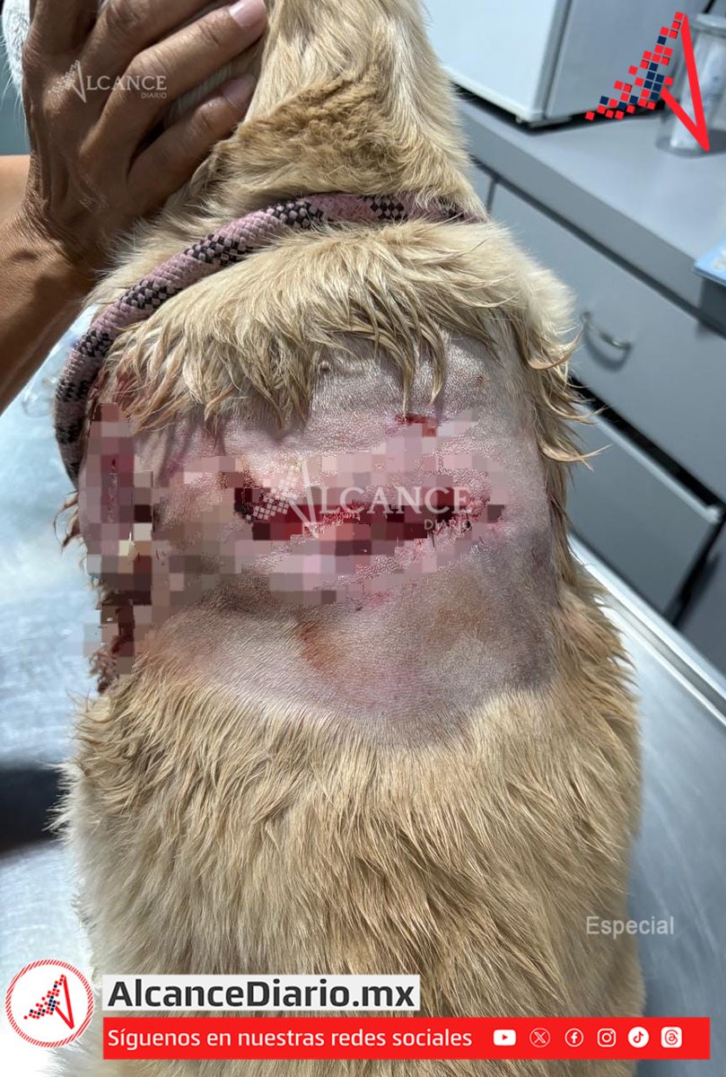 AlcanceDiario's tweet photo. #Alerta 📣🐶Vecinos de #ParqueSinaloa denuncian que en el #clúster hay dos perros husky que, aseguran, ya han atacado a varias #mascotas e incluso pusieron en #riesgo a personas📣. 🚨Acusan que, pese a las #denuncias, no se han tomado medidas🐶. https://t.co/HtjARDOYSN