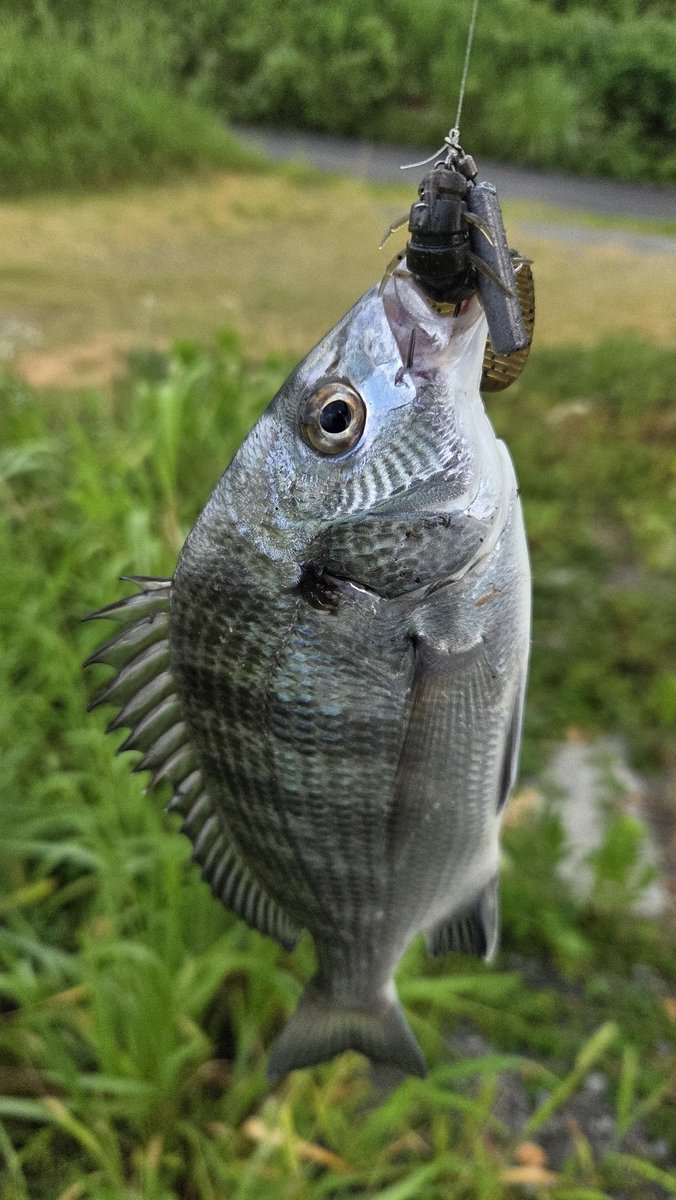 CHRDrivefishing's tweet photo. チニングパーティーは３９センチとチビ2匹。川内川はフリリグポイントは山ほどあるけどトップで出るところがなかなか見つからない、シーズン終わるまでに見つけたい
#チニングパーティー https://t.co/hqVOEkLPgR