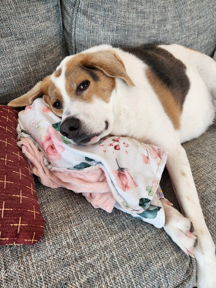 ShortCooperMeme's tweet photo. $Cooper looks so relaxed here. https://t.co/jNvxJVlWPK