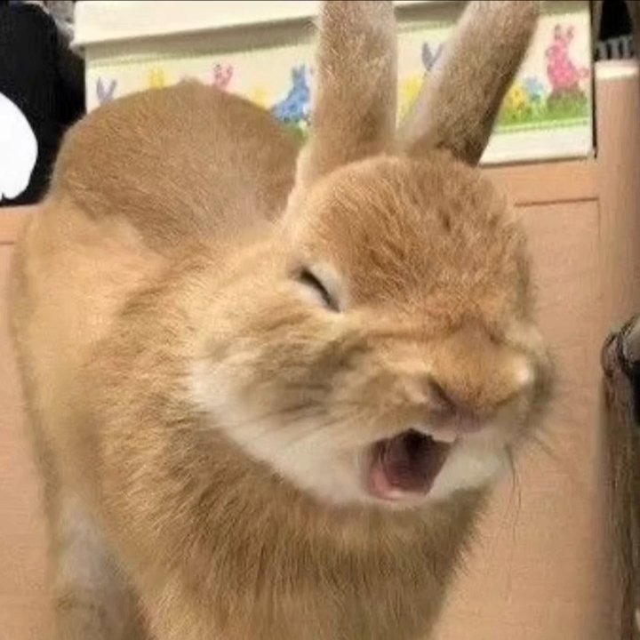 chikipie0's tweet photo. Haechan bunnyᵔⰙᵔ https://t.co/AQ8cCXELUR