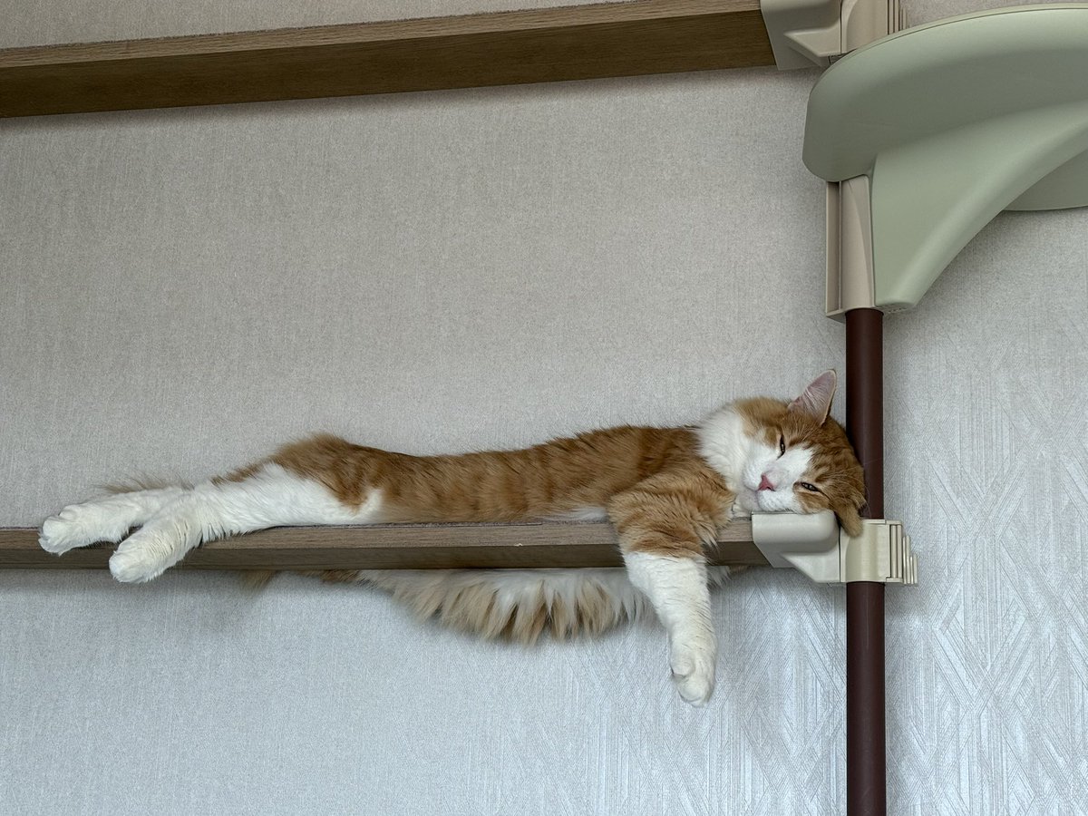 Gochamaruyo's tweet photo. 最近のお気に入りスポット https://t.co/47JucM7xjg