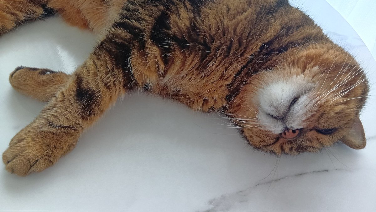 isora_369's tweet photo. 寝顔が❌️マークになってる猫
趣味は冷房の入った部屋で暑すぎるカーテンの向こうで日向ぼっこしながらカーテンの隙間をわざと開けることで入ってくる冷たい空気を浴びること
悪魔の美学…🫠 https://t.co/SuHWEs9N50
