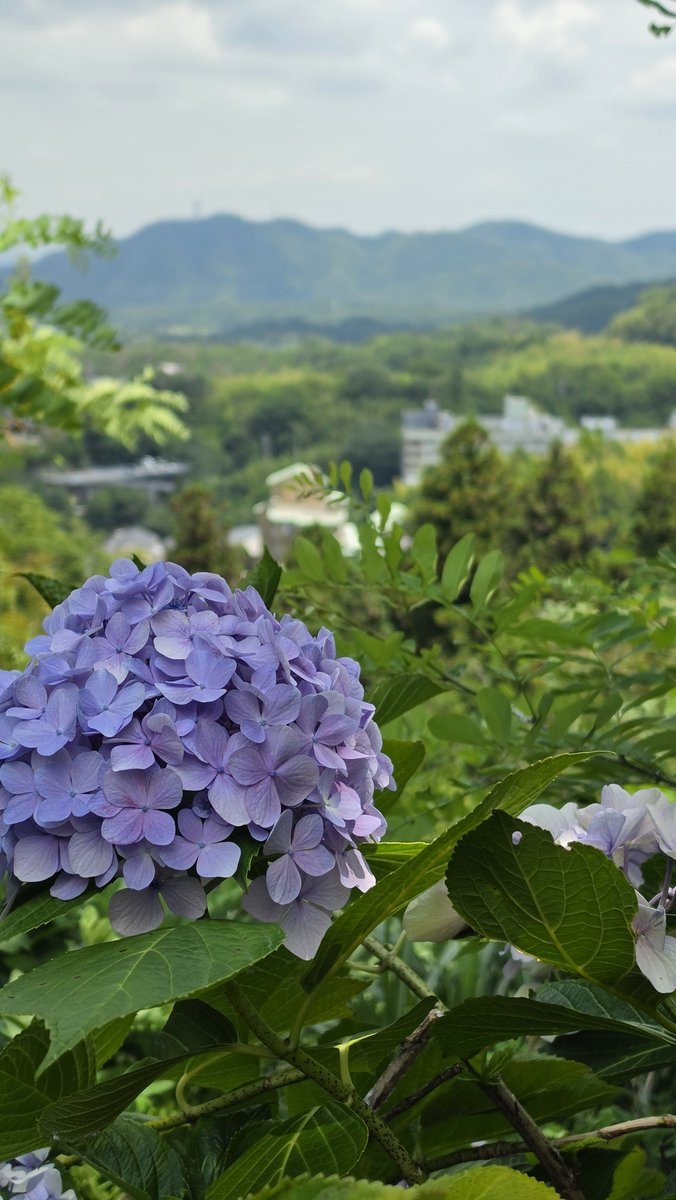 daiichiban's tweet photo. みなさま、おはようございます

有馬温泉の周りはまだ紫陽花でした
暑かったけどね😅

#今日のオススメ
『 I AM feat.Beverly 』
KIMIKA &amp; Beverly
https://t.co/1jW8Ath3lF https://t.co/RiuY4ipFZf