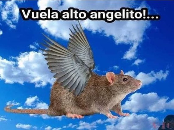 JohanJimRod's tweet photo. @Anonymous05600 Un ratoncito menos con ese zotaco https://t.co/1Xn4HJDofd