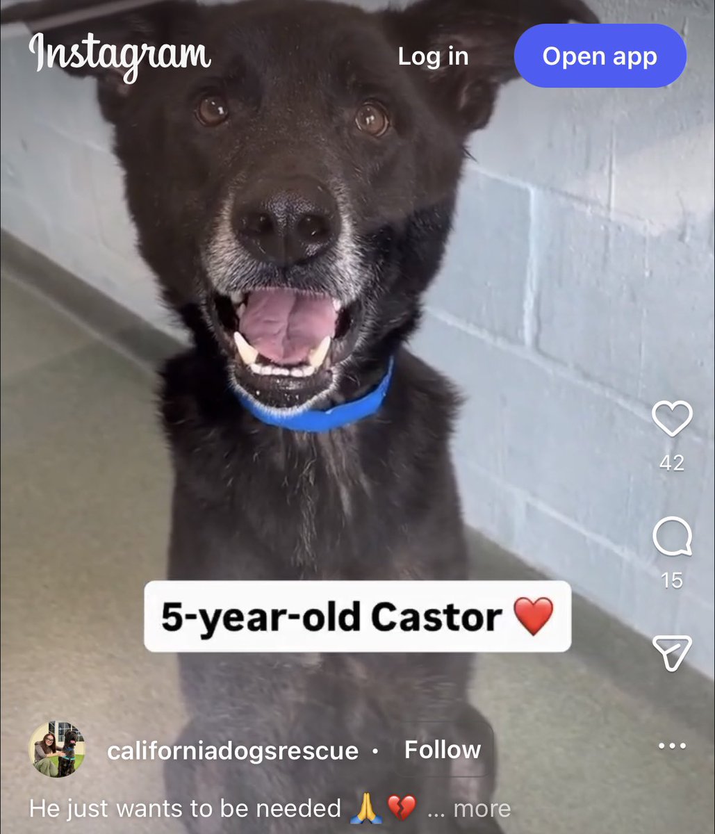 LilaFlw's tweet photo. EPILEPSY SERVICE DOG languishing in Florida shelter💔

PLS HELP GET HIM OUT!

Trained to respond during seizure or alert before it happens, epilepsy
service🦮fetch phones, activate alarms, block falls, etc.

These dogs cost anywhere from
💰25K to 50K+💰
Wait times ~2 YRS!

info👇 https://t.co/3PbNlJk0Q5