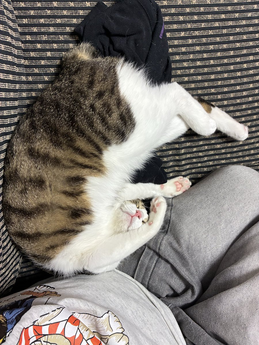 888hapi's tweet photo. 猫さまはお休み https://t.co/KqfcxfRDtD