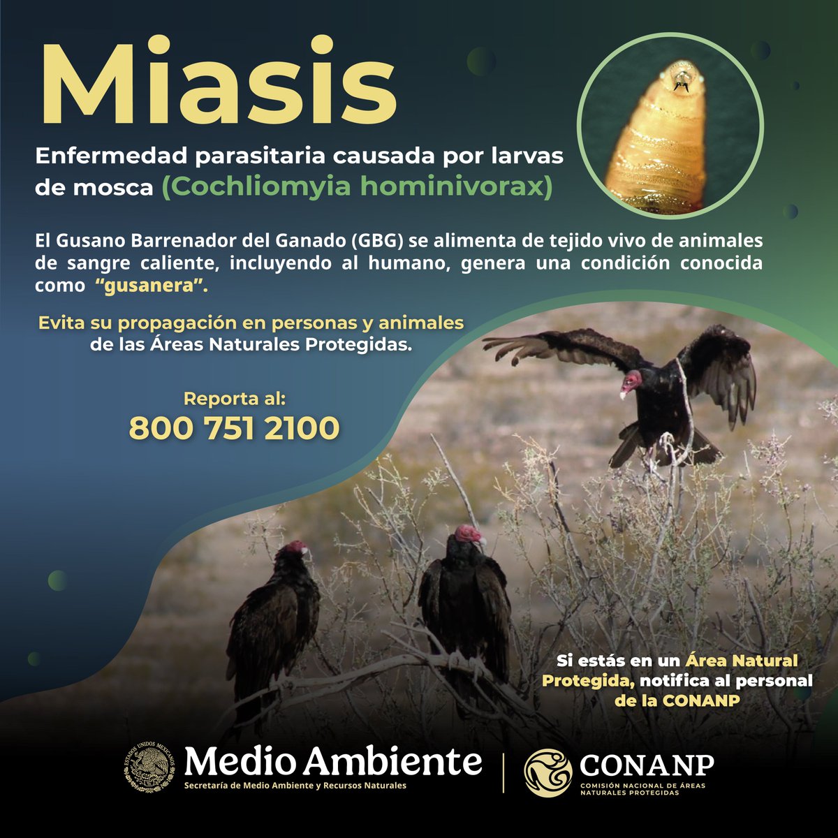 CONANP_mx's tweet photo. ¿Has escuchado hablar de la miasis? 🤔
Es una enfermedad causada por el #GusanoBarrenador, que puede afectar al ganado y al ser humano. 🐛
Evitemos su propagación y cuidemos a nuestros animales. #SomosNaturaleza 🪰❌🐄🐂 https://t.co/b96mCsfTQP