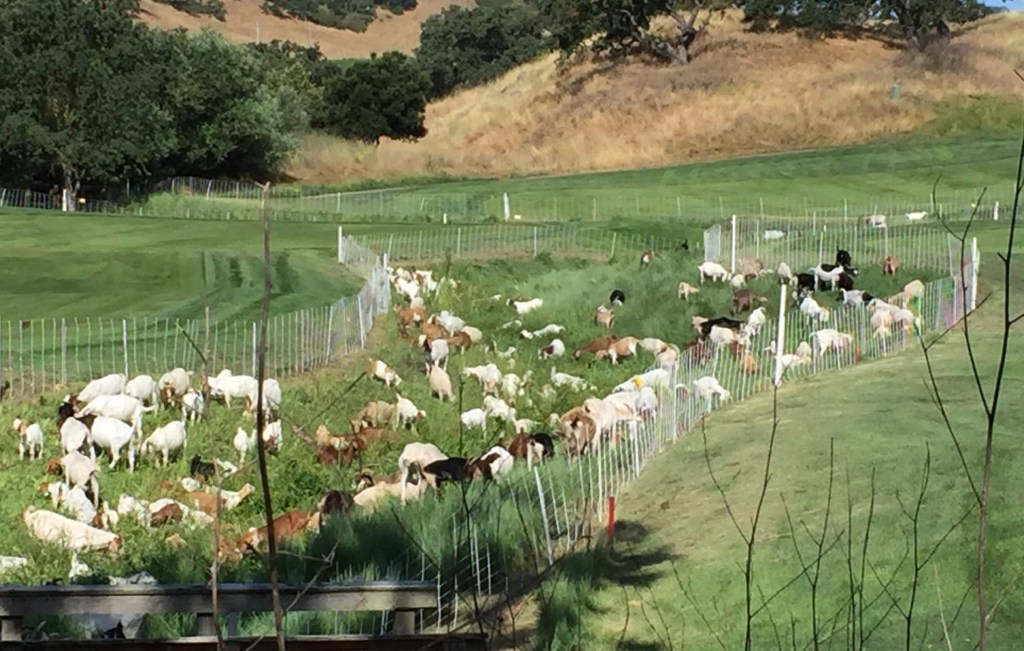 NicoleHarriser's tweet photo. Are Californias 'fire-fighting sheep' about to lose their jobsd A one-size-fits-all policy has made even grazing and helping to fight fires a luxury. https://t.co/x7LVTpmKgX