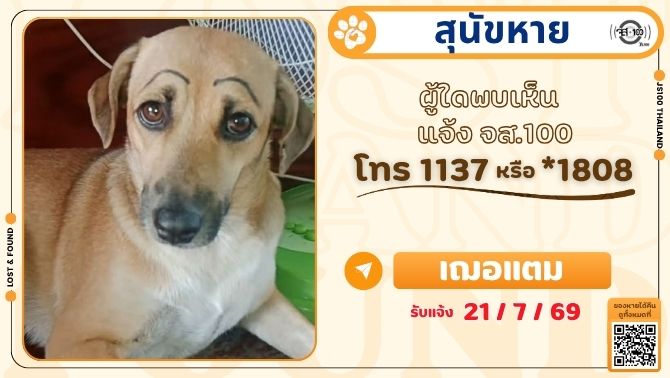 js100radio's tweet photo. สุนัขกระโดดหายจากท้ายรถปิคอัพ บนถ.กาญจนาภิเษก บริเวณเดอะมอลล์บางแค เขตบางแค ผู้ใดพบเห็นแจ้ง JS100 โทร *1808 หรือ 1137

รายละเอียดเพิ่มเติม : https://t.co/WBjecgrjyC

#สุนัขหาย #ตามหาสุนัขหาย #JS100 https://t.co/nl82xsDFe5