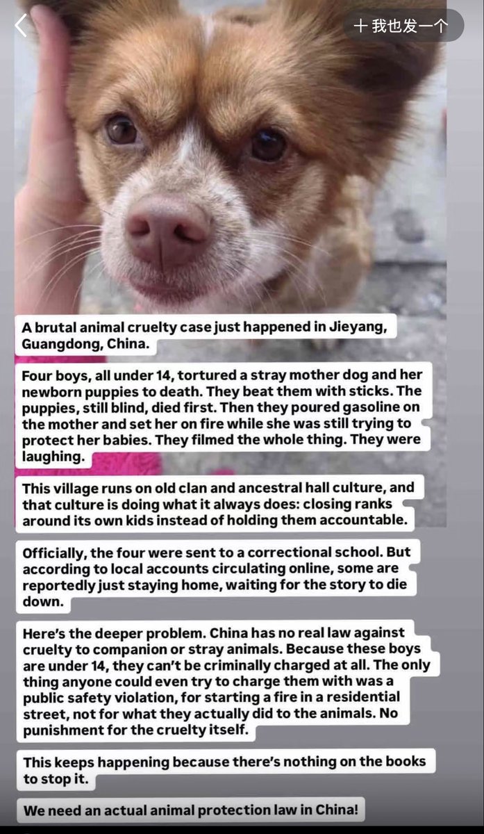 PersonaSLL's tweet photo. 🚨 
Four brutal boys allegedly tortured a mother dog and her puppies to death in Jieyang, China, then reportedly filmed and shared the abuse. This horrific case exposes a shocking reality: mainland China still has no national anti-cruelty law.
#JusticeForAnimals #jieyang https://t.co/sFSqEmOB49