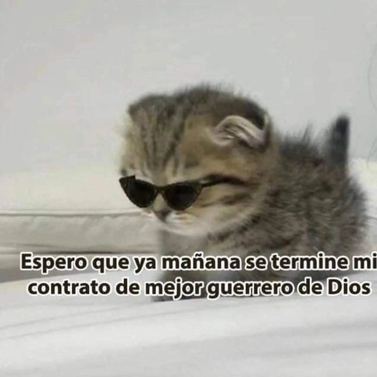 MundoDeBigotes's tweet photo. https://t.co/o0k2wtqeMn