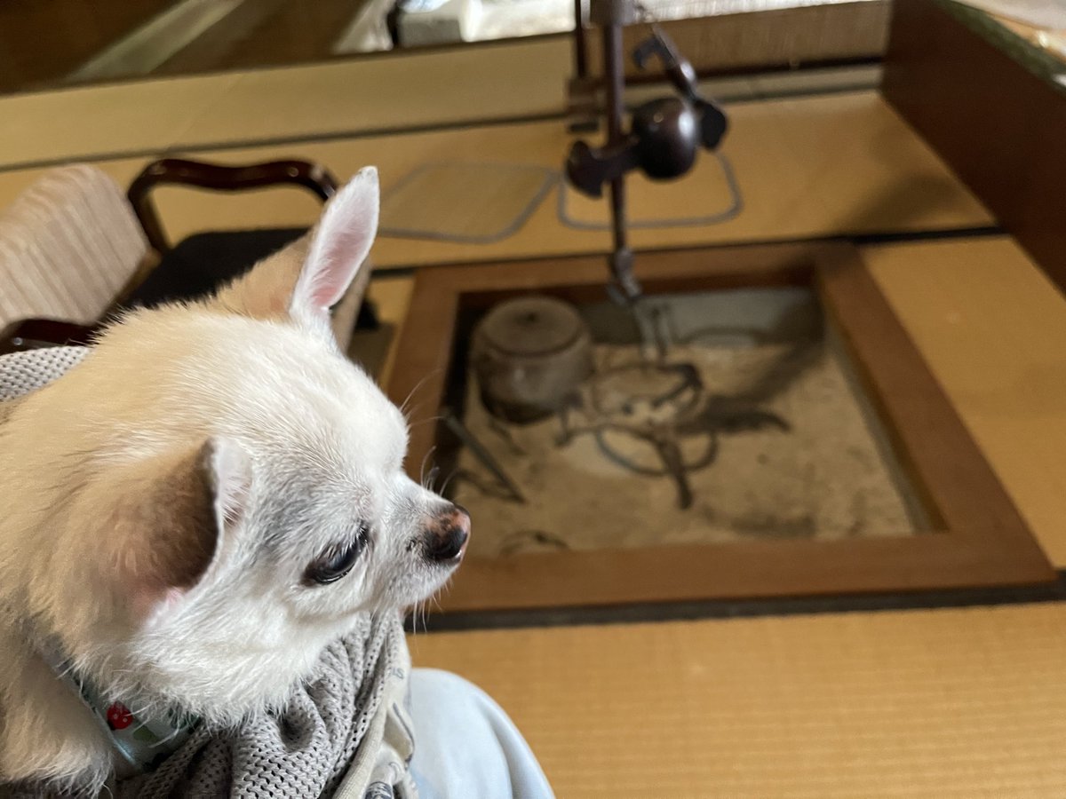 hapikazu634's tweet photo. 最悪な時こそ
その人の本性が現れるんですよね

先週の土曜日
老人ホームで停電がありました
（私は休み中)
朝5時半から夕方5時まで停電

三階建ての施設には
エレベーターと非常階段2つ

寝たきりの人
車椅子や歩行器が必要な人
歩けるが、階段は普段使ってない人
認知症、精神疾患、障害、身体の硬直
様々な重い方が多いです

当時夜勤者一人
早番4人、日勤3人、看護師2人
そのうち男性3人

50名近い入居者さんを
非常階段を使って
デイサービスと2号館へ避難

全ての電気が使えず
当然エレベーターやクーラーはストップ

猛暑の中
みんなで力を合わせて
誰1人怪我なく避難させたそうです

ここの施設は家族経営
だから、社長の親や親族、関係者の親も
入居されてます

あ〜やっぱりそうなのか…と
なんとも胸が苦しくなったのが

スタッフのみんなが
朝だくになって
入居者さんの安全の為に
行動されてたのに…

労いの言葉もなく
社長達は
急遽用意した食堂の料理に
文句を言い

社長の親と関係者と
大きな母屋で過ごして
別のものを食べてたらしく…

入居者さん達は
誰一人文句言わず
それぞれの場所で
過ごされてたとか…

夜勤の人は
4時間延長で働いた上に
みんなの為に
自腹で飲み物を奢ったそうです

ほんとにほんとに
大変だったスタッフの皆さん

切り替えが早かったですね
大変だった話をしてくれた後は
普通に何事も無かったように
仕事されてました

スタッフの方々が
それぞれ自分にできることを
行動された話を聞いて
とても感動しました😭✨️

ちなみに
停電の原因は

5日前に
電気の点検時に
取り替えた方がいいと言われたのに
取替えなかった部品が
原因だったそうです

経営者の判断ミス🥲

こんなことがあっても
スタッフの方々は
毎日の業務に
向き合って取り組んでます

一緒に働くスタッフとの
持ちつ持たれつ
助け合いの精神が
めっちゃ好きです(*´ω`*)💓

⬇️今年、5月29日に
@takuminoyakata_ 
森の水族館 匠の館さんへ
お邪魔したときの武蔵🐶💕