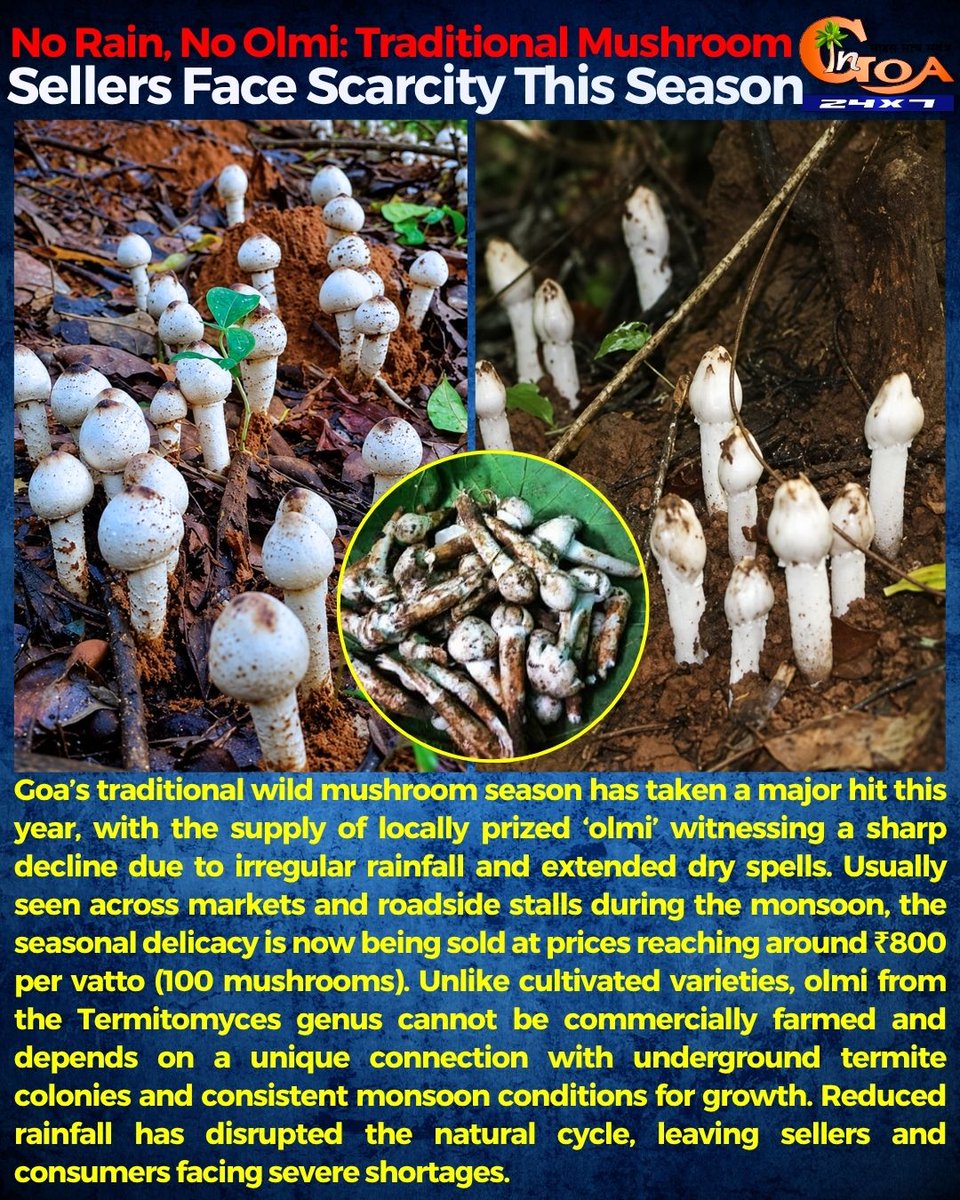 InGoa24x7's tweet photo. No Rain, No Olmi: Traditional Mushroom Sellers Face Scarcity This Season
#Goa #GoaNews #Mushroom #Olmi #Scarcity https://t.co/FLLh2sZuX8