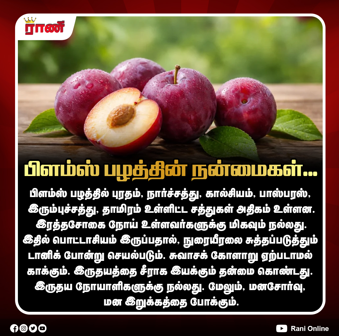 Rani_online's tweet photo. தினமும் பிளம்ஸ் சாப்பிடுங்கள்!
#Plums #PlumBenefits #HealthyFruits #FruitBenefits #Superfood #HealthyEating #Nutrition #FiberRich #IronRich #HeartHealth #LungHealth #AnemiaAwareness #ranionline https://t.co/RFQs8MgxJq