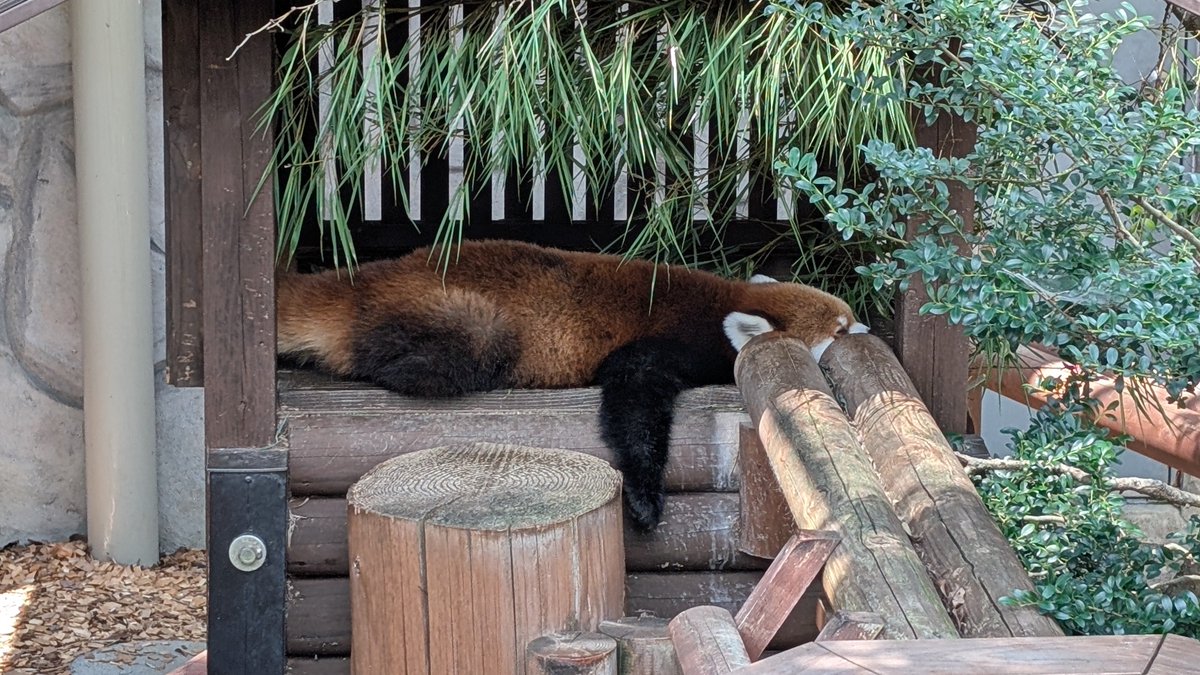 1_5_8_3's tweet photo. 暑すぎて動物みんな溶けてる https://t.co/qNrEV5ZrvJ