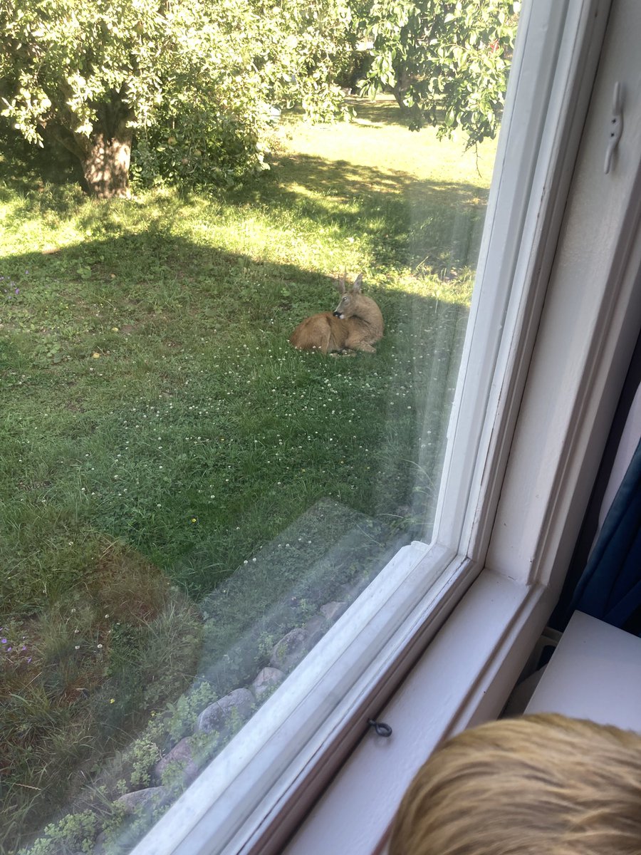 RoyalFlowTrader's tweet photo. Gonna miss watching deer, moose and badgers wandering through our garden 
🦌 🫎 🦡 

3 more weeks and 2 trips to go before the move https://t.co/VB7ma0Br1c
