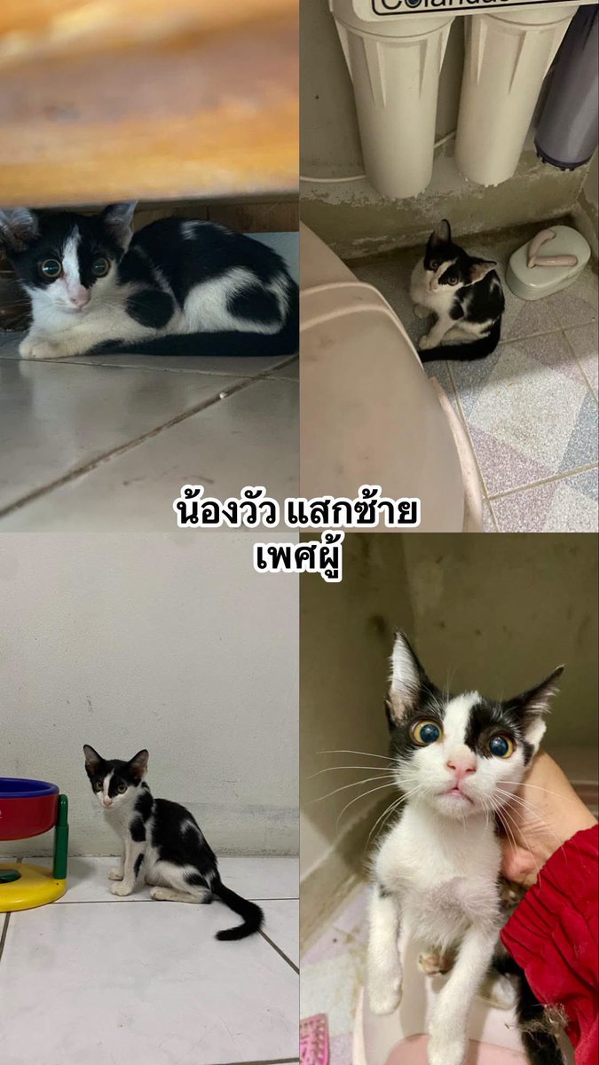 catperson020723's tweet photo. เด็กๆแก็งนี้ยังคงรอบ้านทุกตัวเลยค่ะ พัฒนาการดีขึ้นตามลำดับ เข้ากระบะทรายกันเป็นแล้ว อาจจะยังไม่ค่อยชินคนใหม่ๆ แต่แมวเด็กปรับตัวได้ไม่ยาก

พี่ๆท่านไหนสนใจรับเลี้ยงติดต่อทางแชทได้เลยนะคะ 
📍ยินดีส่งให้ทั้งใน กทม. นนทบุรี ปทุมธานี สมุทปราการเลยค่ะ
 #แมวจร #ทาสแมว #หาบ้านให้แมวจร https://t.co/x3WS6Tr6ey