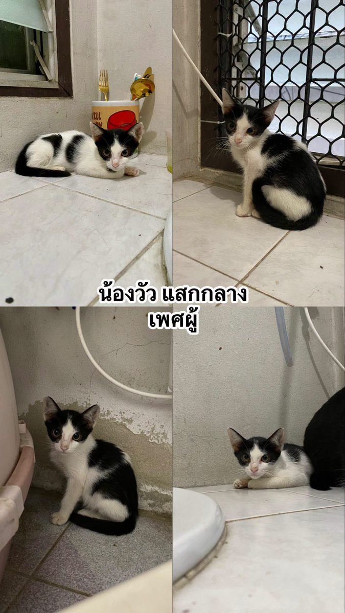 catperson020723's tweet photo. เด็กๆแก็งนี้ยังคงรอบ้านทุกตัวเลยค่ะ พัฒนาการดีขึ้นตามลำดับ เข้ากระบะทรายกันเป็นแล้ว อาจจะยังไม่ค่อยชินคนใหม่ๆ แต่แมวเด็กปรับตัวได้ไม่ยาก

พี่ๆท่านไหนสนใจรับเลี้ยงติดต่อทางแชทได้เลยนะคะ 
📍ยินดีส่งให้ทั้งใน กทม. นนทบุรี ปทุมธานี สมุทปราการเลยค่ะ
 #แมวจร #ทาสแมว #หาบ้านให้แมวจร https://t.co/x3WS6Tr6ey