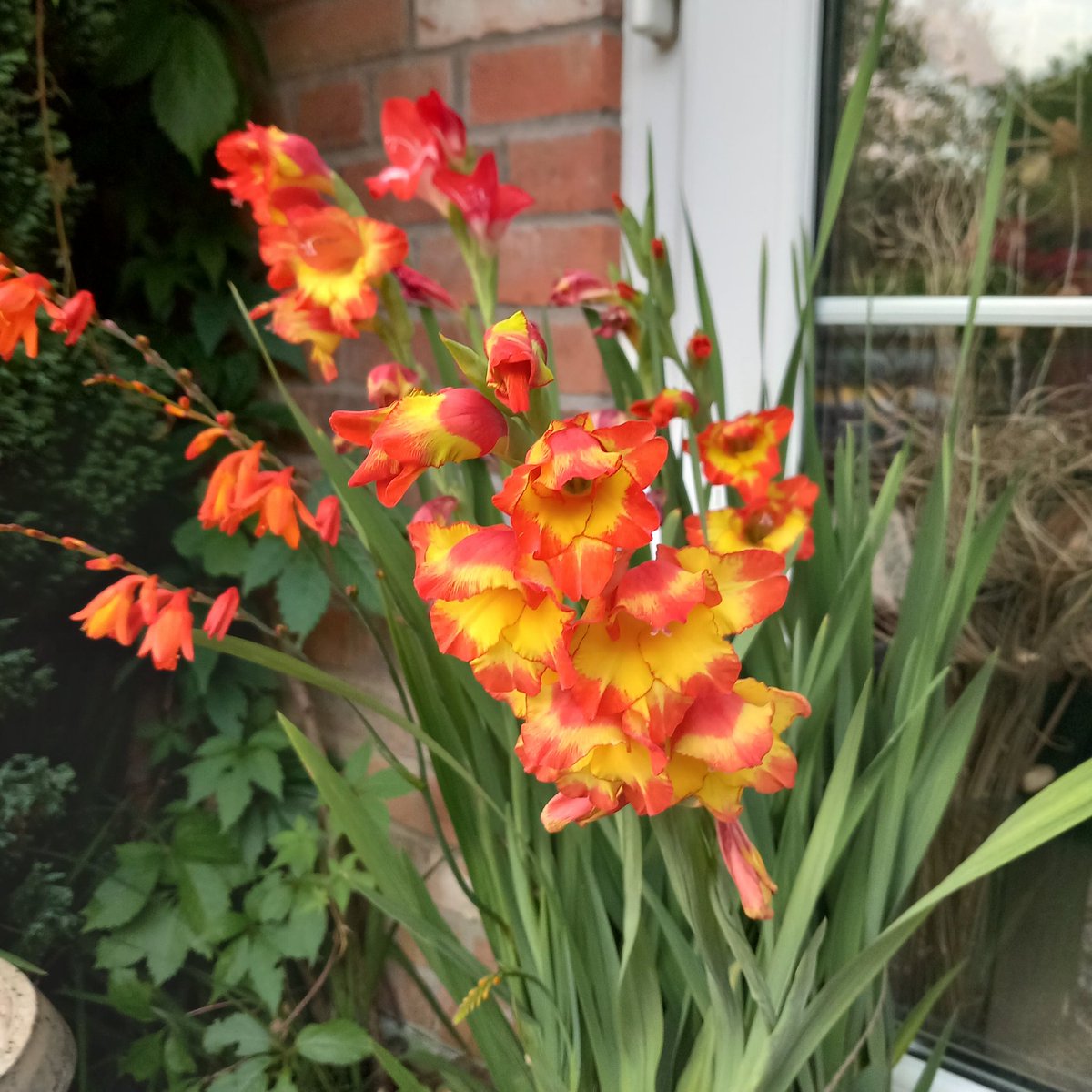 BidgwayBev's tweet photo. Think someone muddled the bulbs/corms 🤔😂 Hey-ho good match anyway - crocosmia and gladioli 🙂 Have a good day #GardeningX #mygarden #FlowersOfX #PeacefulVibes #TwoOnTuesday https://t.co/F6U1hxwF6U