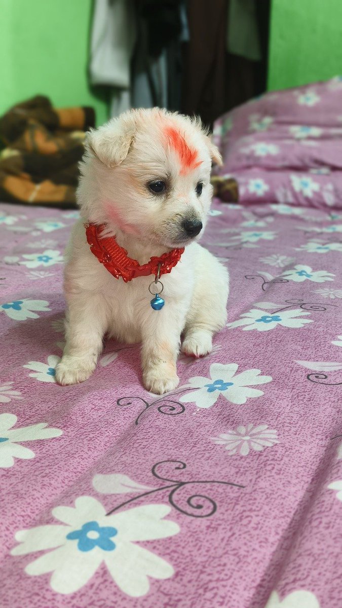 TheBarkingStar's tweet photo. Ready for all the blessings (and extra treats)! 🐶✨ Bless your feed with this little bundle of joy. 🌸
#PuppyLove #CutePuppy #Blessings #WhitePuppy #DogLover #PuppiesOfX #DogsOfTwitter #PetsOfTwitter #IndianDogs #PomeranianWorld https://t.co/nR4jg1D11P