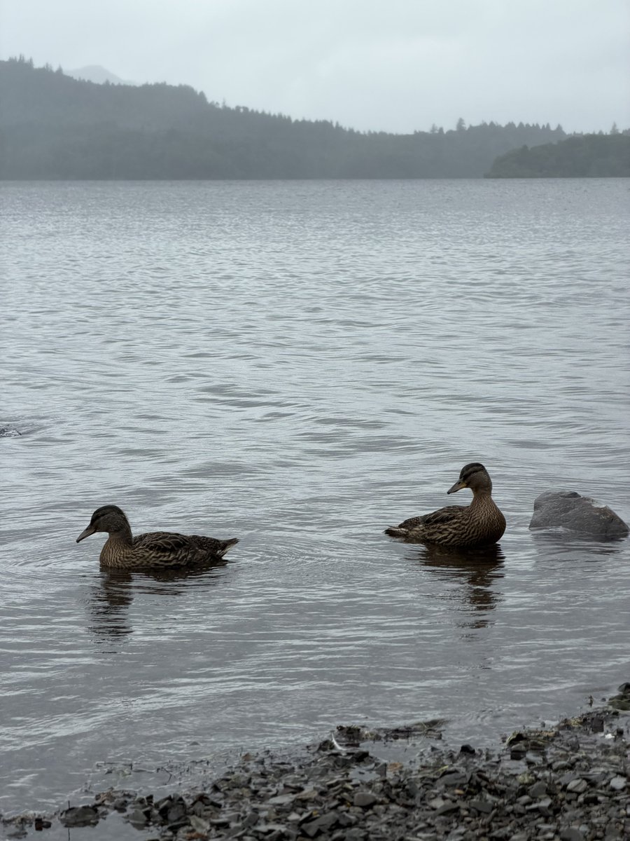 phil_d13's tweet photo. Day 642 #DerwentDaily 👋😀

Two little ducks 2️⃣2️⃣ #TwosDays 📸☺️
#PhotoArchive https://t.co/NpaPFcuIC2