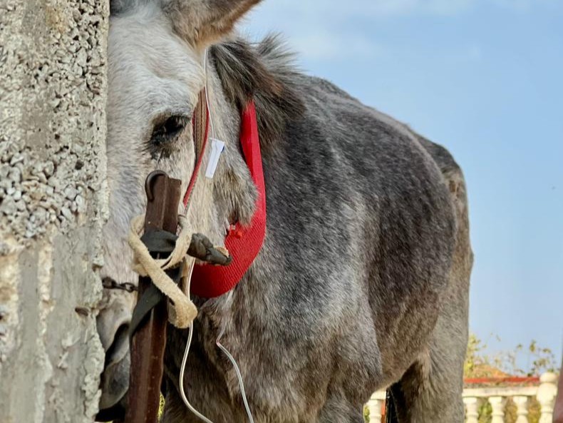 safehaven4donks's tweet photo. 👀 They look broken... as though they've given up 💔
🚨But we won't give up on them
🚑 Our mobile vet teams⛑️treat injured working donkeys across the West Bank &amp; educate owners, creating lasting change 👏
🫵 Please help us reach the next donkey in need 🙏  https://t.co/gm2P6ogJZb https://t.co/ZV92fDUATe