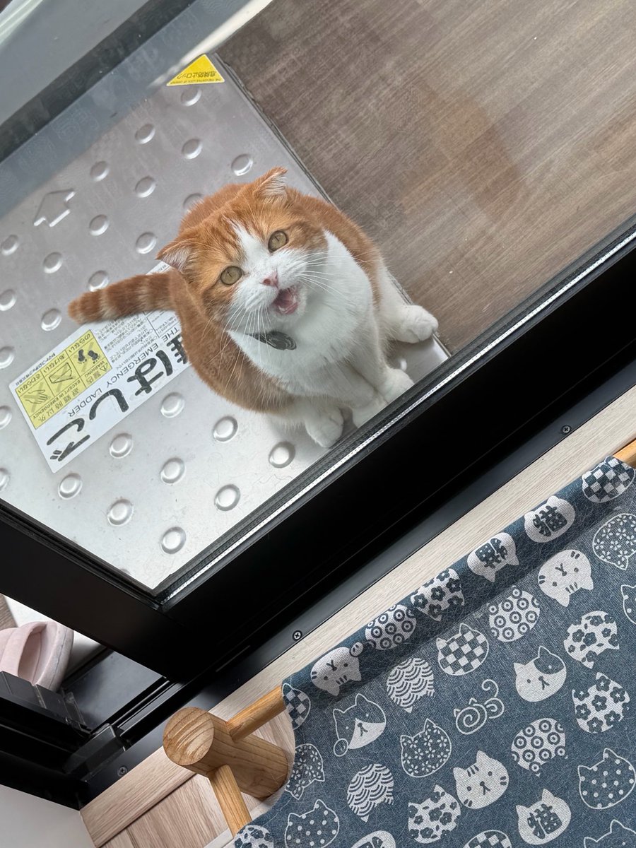 ka4_zu22's tweet photo. https://t.co/kdzyrUYup9

また勝手に出てったくせに
被害者ヅラがさ��なる悪化

ついにセリフまで
発するようになりました

#猫好きさんと繋がりたい https://t.co/37ADNmGnJB