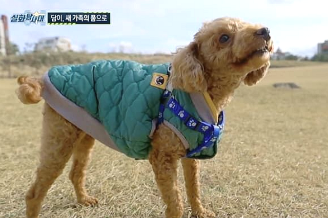 4_wonderfullife's tweet photo. 근황 걱정되어서 찾아봤는데 다행히 임보하던 분이 입양하셔서 '담이'라는 이름으로 잘 살고 있대요~ (갈비뼈 골절이나 유선 종양 등도 있어서 치료가 꽤 걸렸다고ㅠ)
생매장한 사람들은(30대 여성/40내 남성 2인-스트레스 받아서 그랬다고;;함) 징역 6개월 선고 받았다고 하네요 https://t.co/6DVW3qtgB8