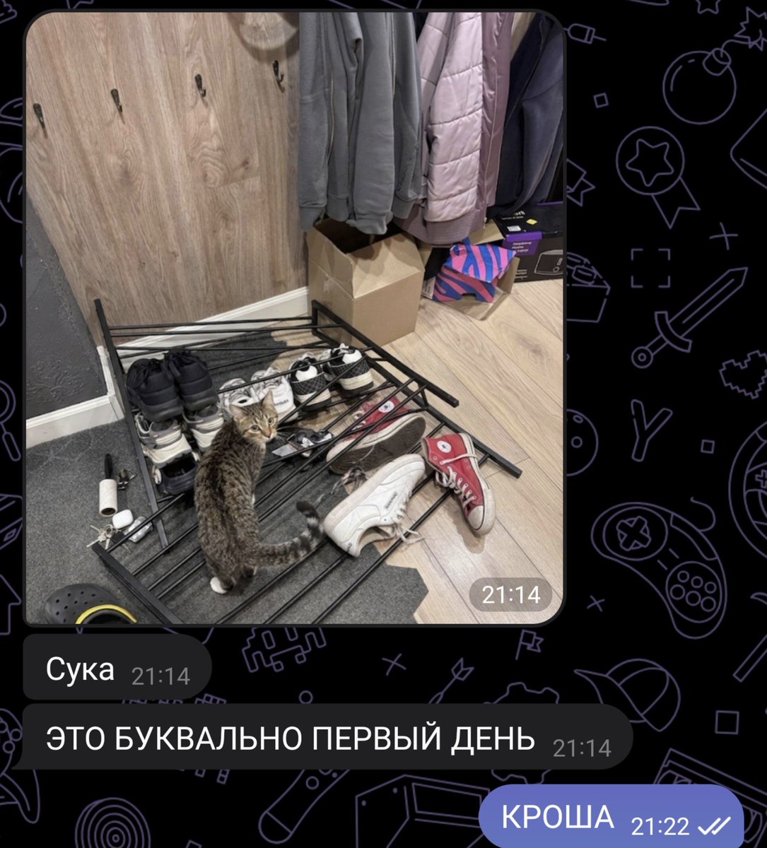 nolikoster's tweet photo. стоило уехать в гости, как надо мной начались эксперименты с помощью оставшейся дома кошки Кроши. 
она это по-любому согласовала и радостно дергала усами и хвостом, пока меня разводили https://t.co/K8lIdcDNip