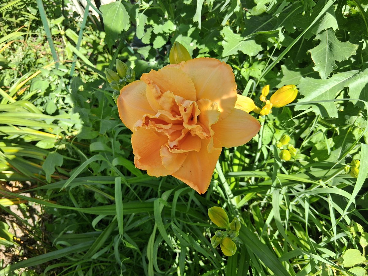 eliszander's tweet photo. @RiviasHunter Sorry for the delay in reply, I've been everywhere and nowhere as of late.
I don't have a lot of luck with indoor flora myself, the Thanksgiving &amp; Christmas cacti are about my limit there. We did have some happy blooms outdoors this last week... a couple lily variety &amp; sunflower https://t.co/Pkv0wTfbt2