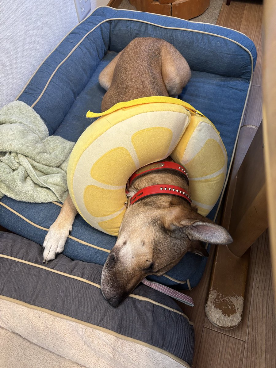 iwata45's tweet photo. 7/21 伸びてるミクちゃん – チャコまま＠茨城（犬の里親探し・保護犬活動の個人ボランティア） https://t.co/RUGqfJ7FyK https://t.co/9JS8NWGe2L