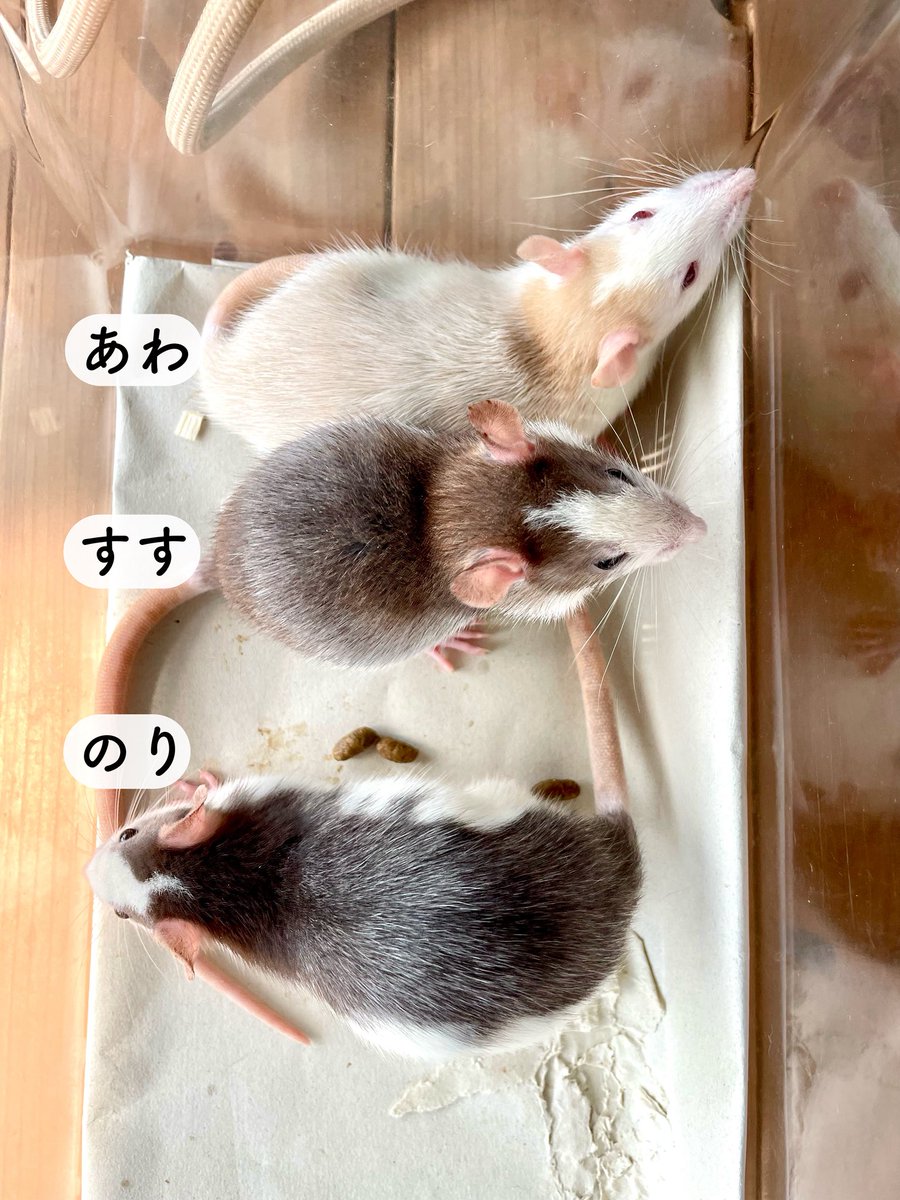 りえ tweet media