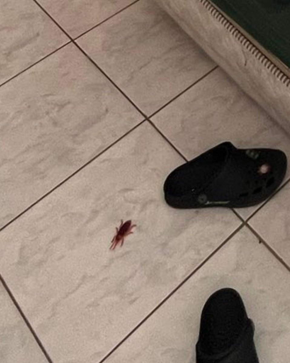Amandinha tweet media