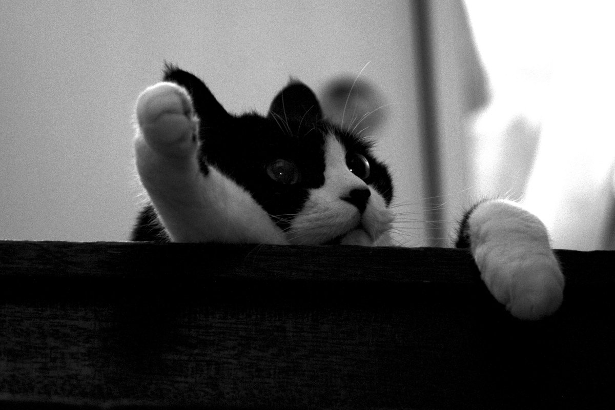 toshiyuki555's tweet photo. 暑い暑い二階で虚空を見てる猫...
だいじょうぶか こいつ?
A cat staring into space upstairs in the sweltering heat...
Is this guy all right?
#Flickr > https://t.co/I2jg2YtL4a
#PENTAX K-1 Mark II
#RICOH HD PENTAX-DA 1:4.5-6.3 55-300mm ED PLM WR RE
#PHOTO #DP260721
#CAT #ねこ #猫 https://t.co/JWrbkHxFe4