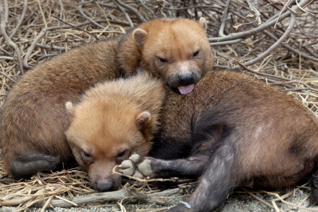 HYoneguchi's tweet photo. Happy World Bush Dog Day!
毎年7月21日は世界ヤブイヌの日!
1枚目:埼玉県こども動物自然公園
2枚目:東山動植物園
3枚目:よこはま動物園ズーラシア
4枚目:神戸どうぶつ王国
#WorldBushDogDay
#世界ヤブイヌの日
#ヤブイヌかわいい
#Zoo https://t.co/lg5aIrQH5s