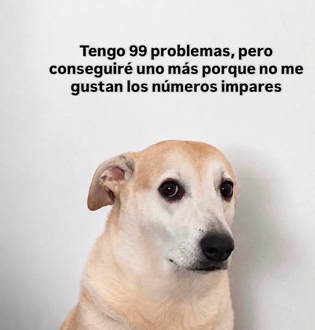 plusmascotas's tweet photo. https://t.co/gv5KLpT9gZ