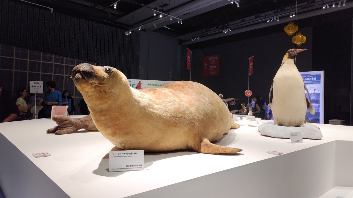 run_en's tweet photo. 昨日は頑張って歩いて『大南極展』にも行って来たのだよ！
『ふじと南極の仲間たち』を読んでから興味出ちゃって♪ https://t.co/m0rClcASgd