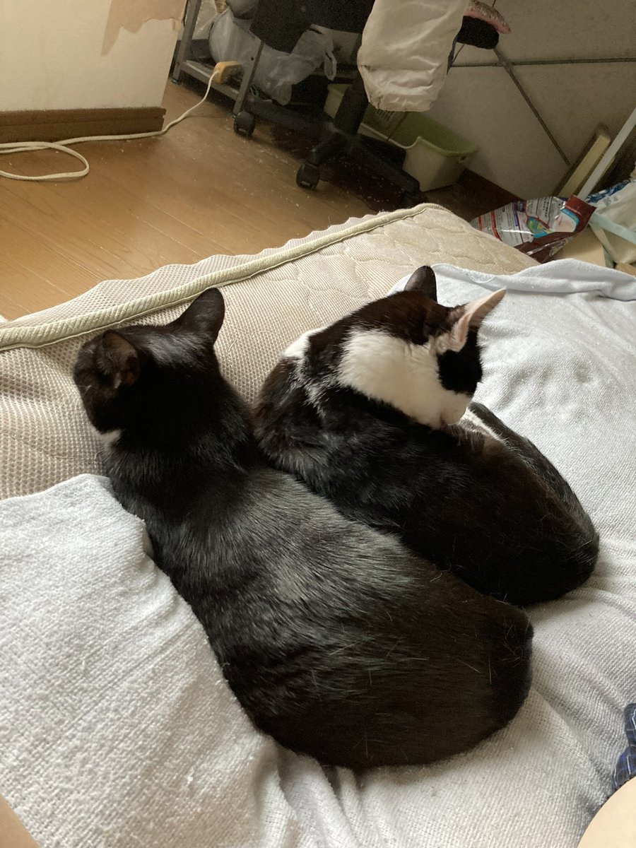 中華居酒屋 ねこや 【公式】 🐈 (@nekoya_osaka) / Posts / X