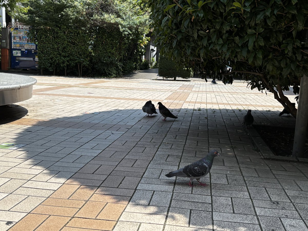 Shiki_kapal's tweet photo. あっちぃ
ハトもみんな日陰
_☆:Ф」∠)_
#志木 https://t.co/lqrWaUROiN