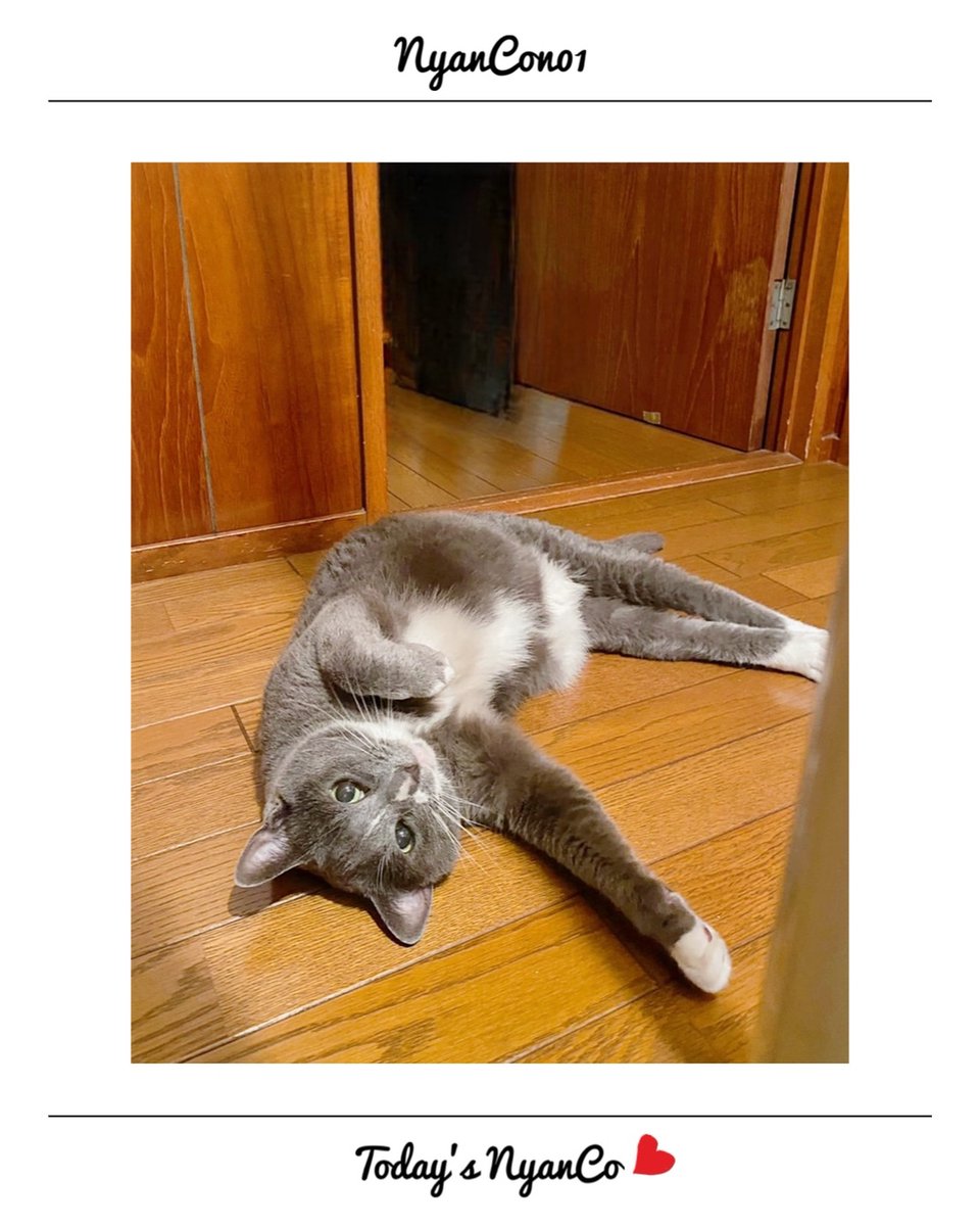 NyanCon01's tweet photo. 今日のニャンコ♡ 

#nyancon01
#cat https://t.co/hljjc01Lli