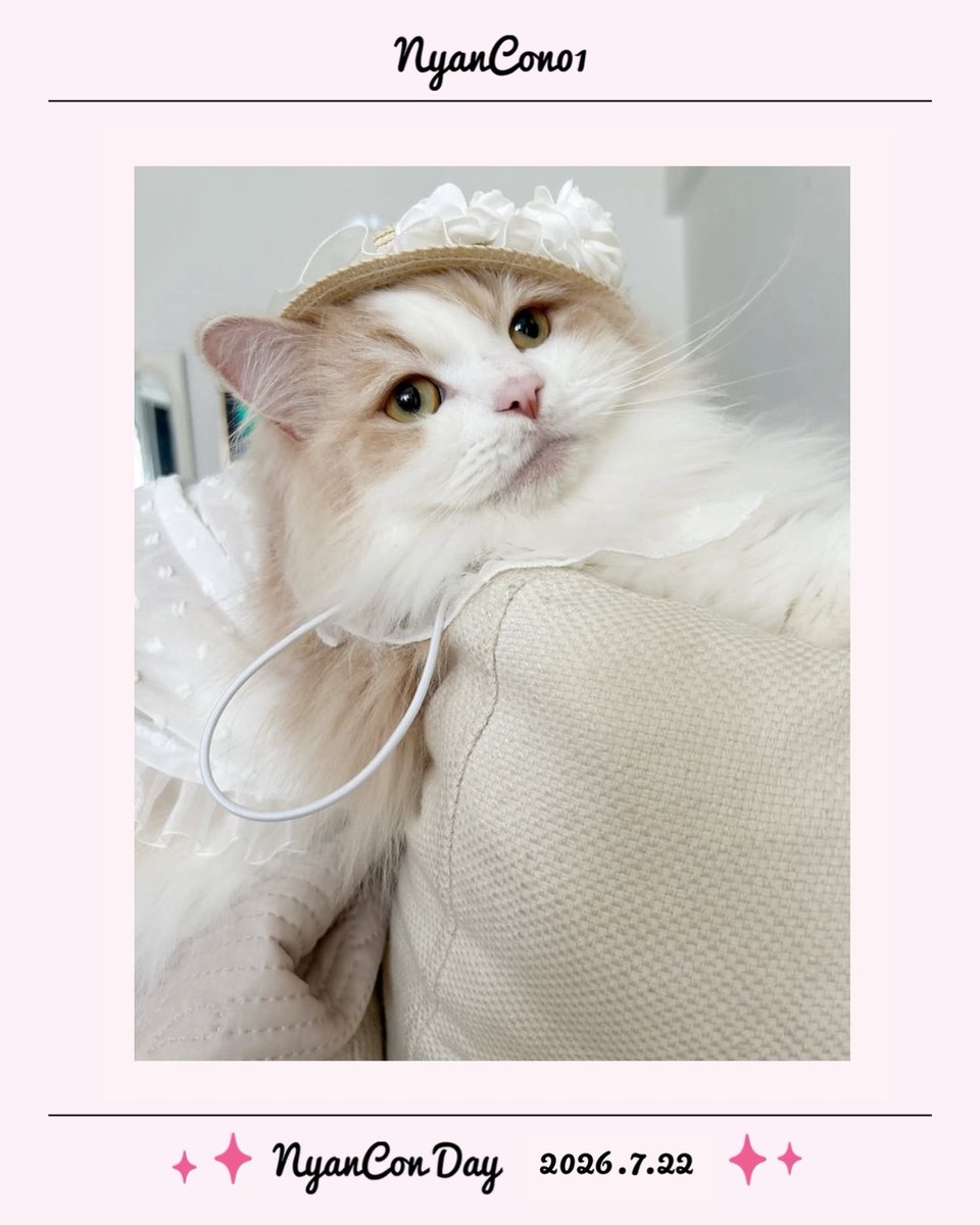 NyanCon01's tweet photo. 今日のニャンコ♡ 

#nyancon01
#cat https://t.co/hVDaDJMXGl