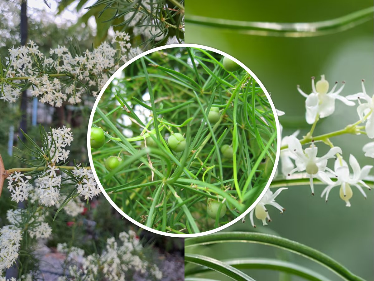 HansBosshard's tweet photo. 🔥 Secret Thai herb for women's health &amp; vitality! Shatavari in Hua Hin – benefits, where to buy &amp; cooking tips inside! 😱
https://t.co/PKKMXubhZu 
#ShatavariBenefits #HuaHinThailand #NaturalWellness #QueenOfHerbs https://t.co/7R26zqtOmA