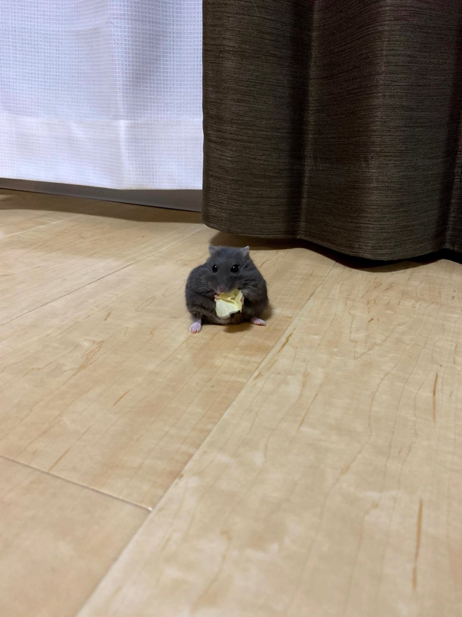 entachiryouin's tweet photo. ハムスターの良い所

・ホコリの妖精っぽさがある https://t.co/KOrNNctSU3