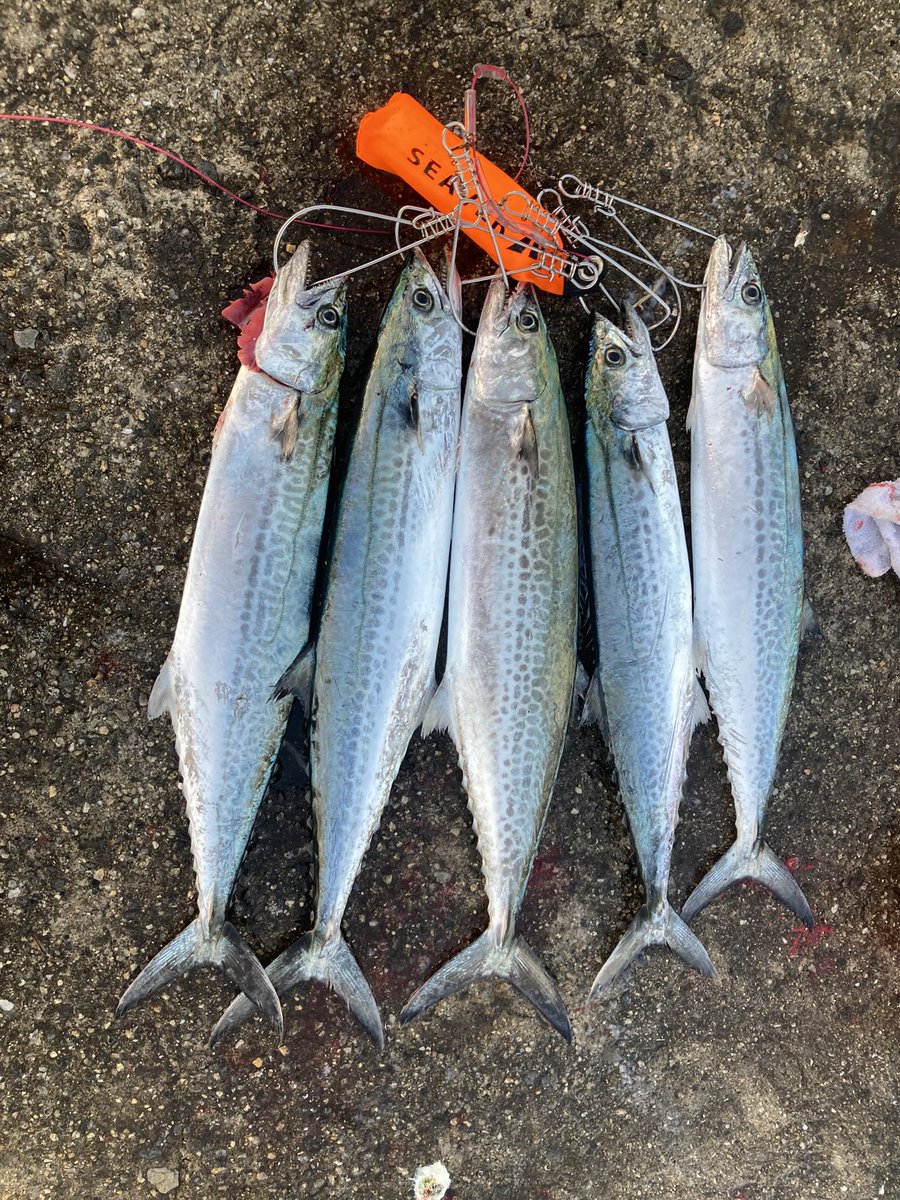 J_chanme's tweet photo. @GomexusFishing 今年も頑張るためにも！ https://t.co/NMg1QUuXZD