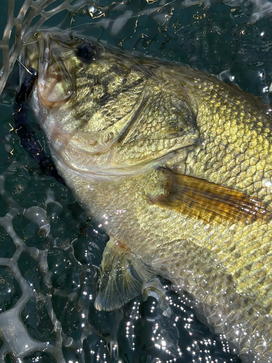 連休中の釣りは芦ノ湖1日 モノ足らず🤪 シャローでのポークノー