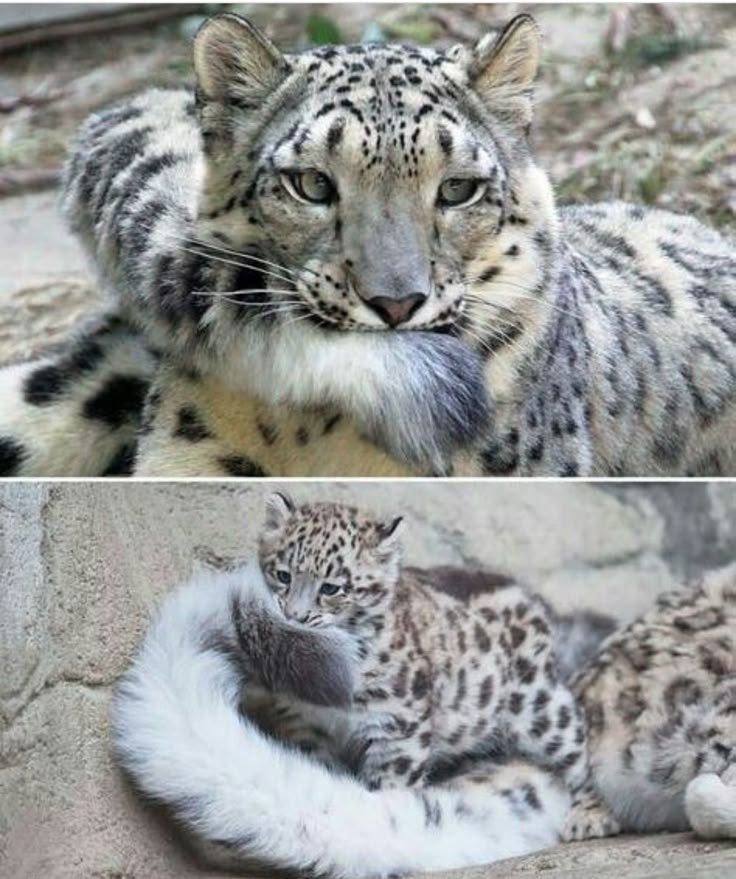 NatureAnimalw's tweet photo. https://t.co/OweOJBbJLY